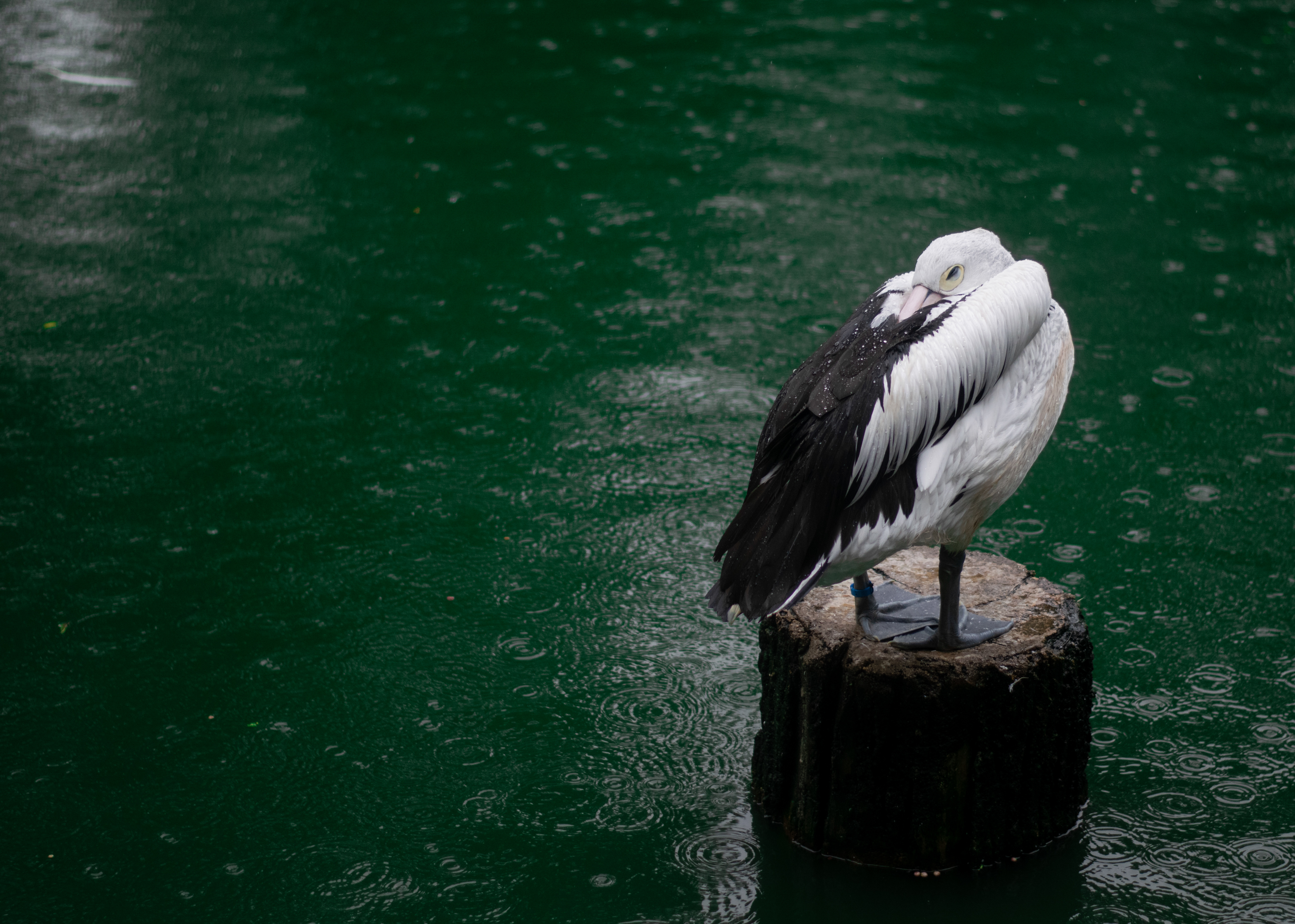 Pelican perched on post in the rain