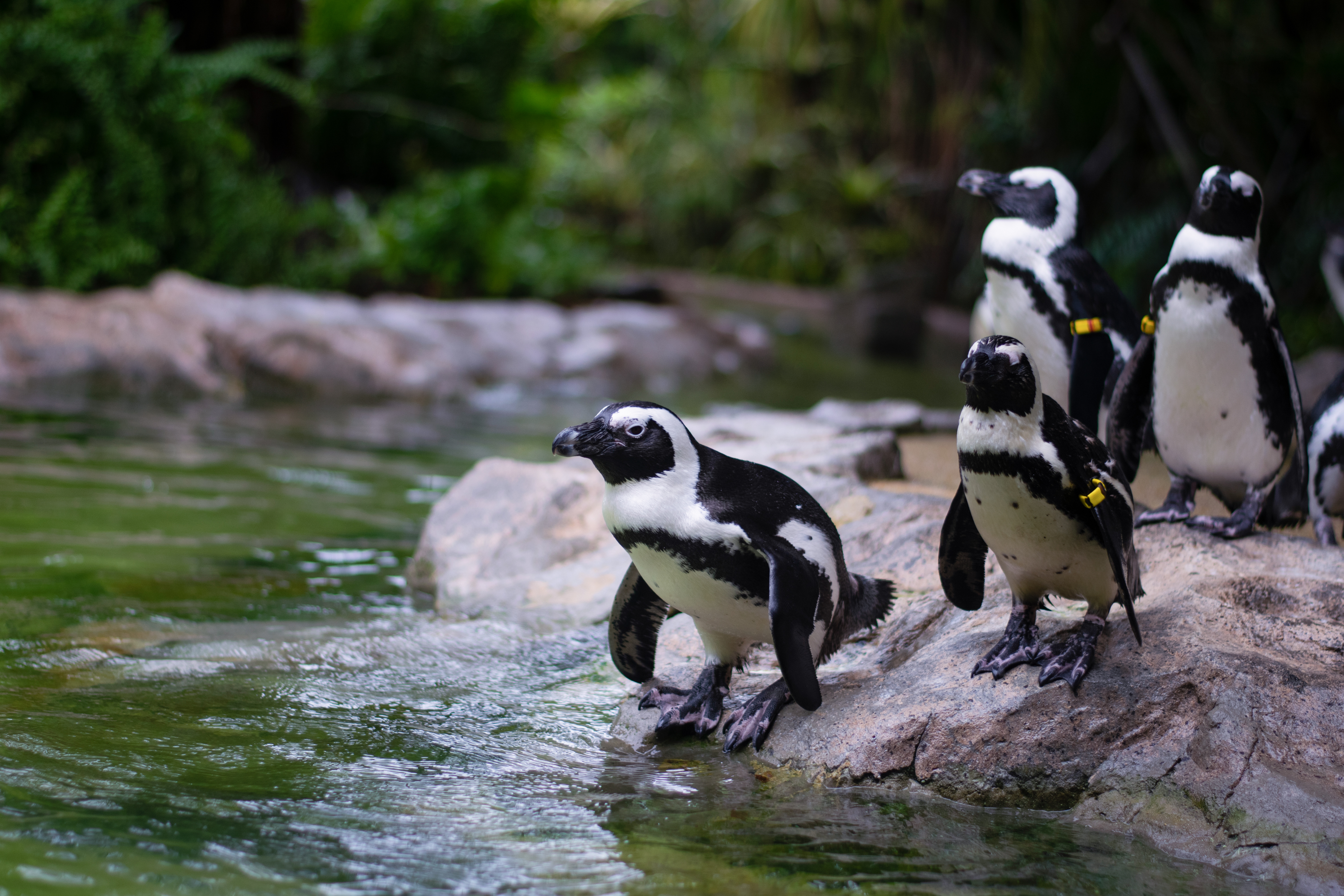 African penguins at the water's edge