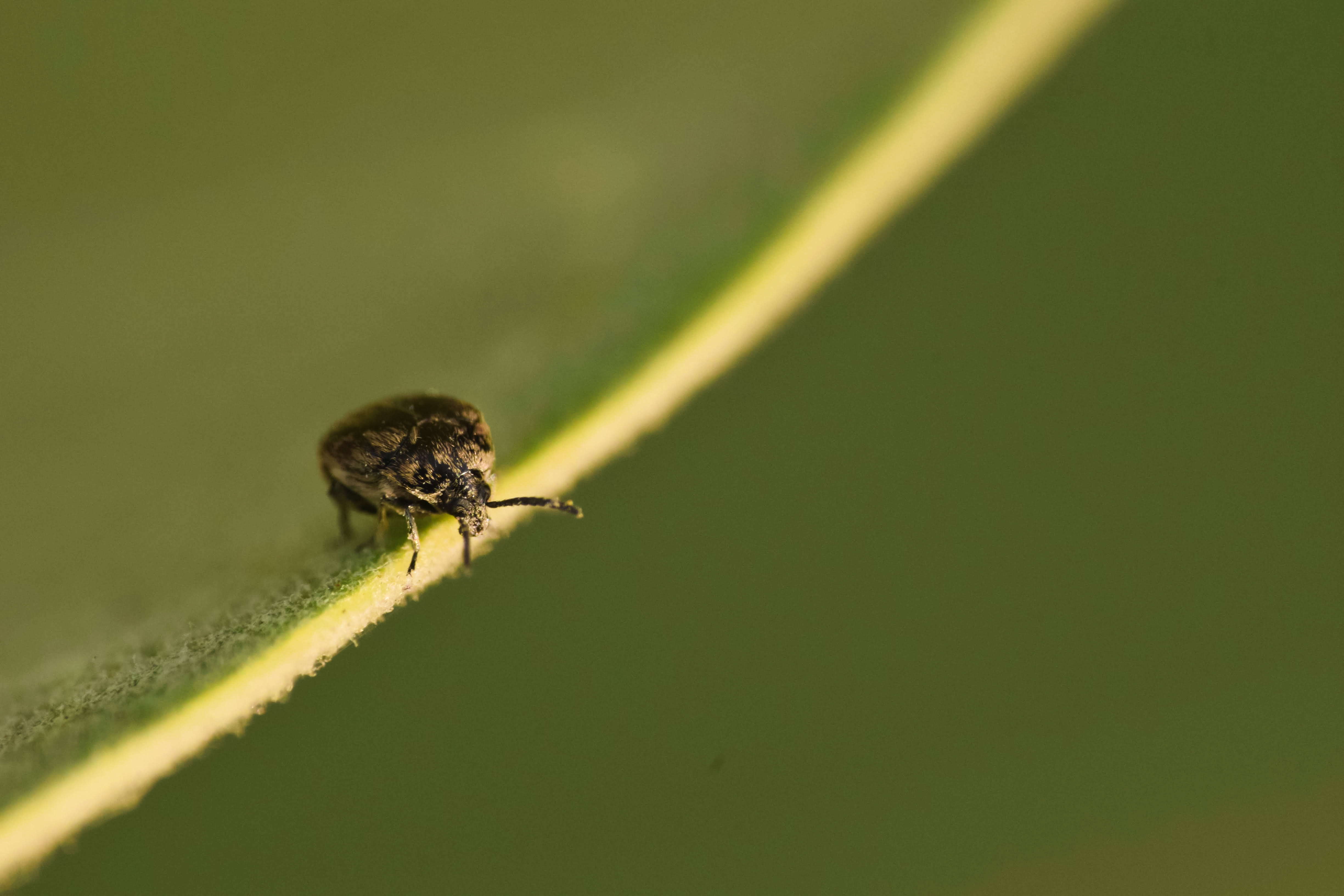 Beetle resting on a green leaf — macro photography
