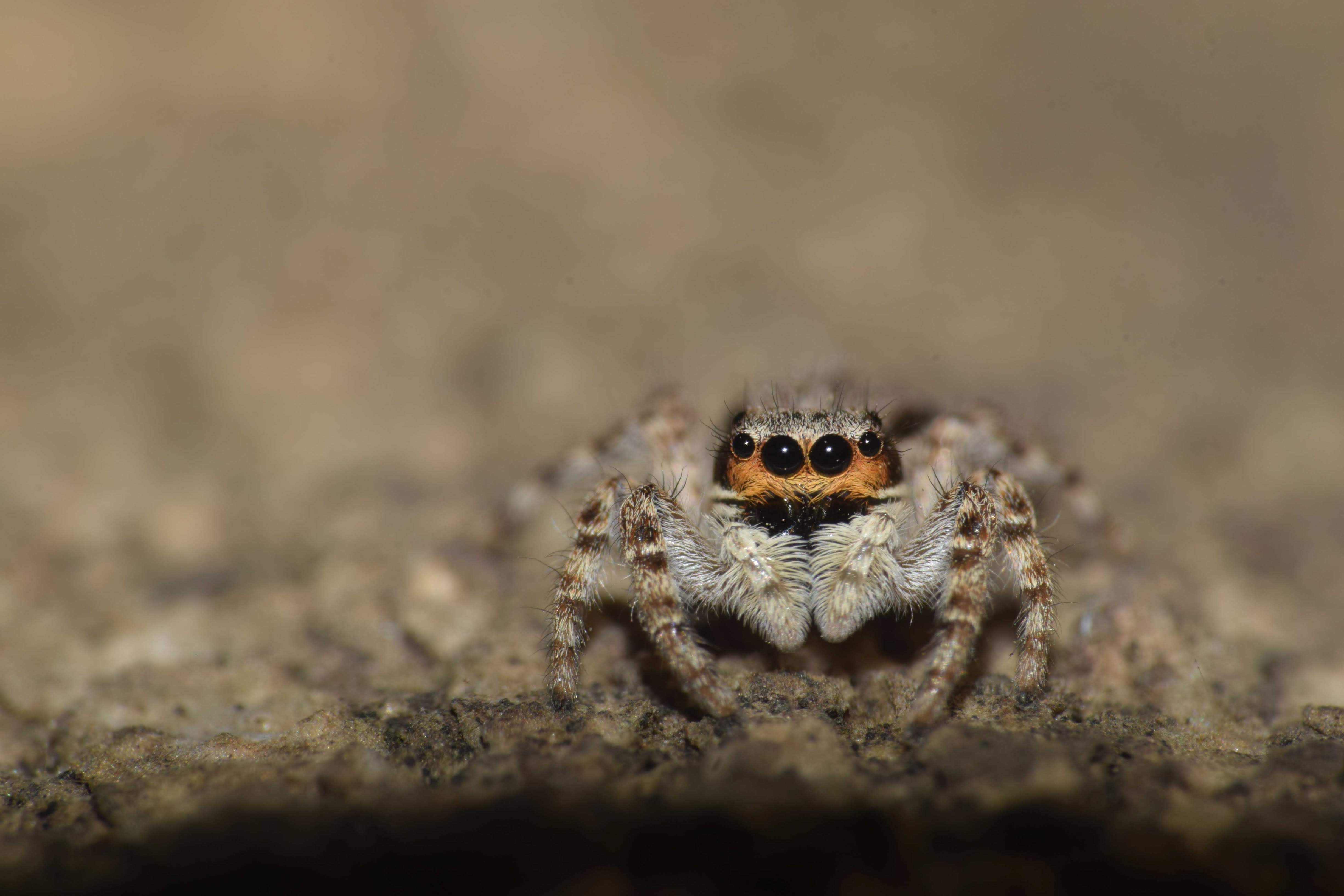 Jumping spider extreme macro photography